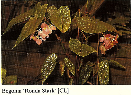 B. ‘Ronda Stark’